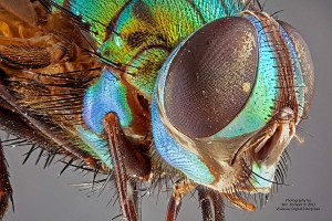 A fly as imaged by Ben Dumont of Visionary Digital Enterprises