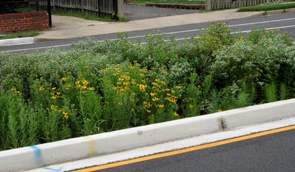A landscaped median in Arlington, Va., that curbs jaywalking and diverts waste water to plants.