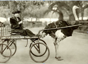 Ostrich farms were the amusement parks of their day in Southern California. This 1886 photo shows a visitor getting a vintage version of a thrill ride at the Cawston Ostrich Farm in South Pasadena, a popular trolley car stop on a line built by Moses Sherman. (Photo Credit: ImageArchaeology.com