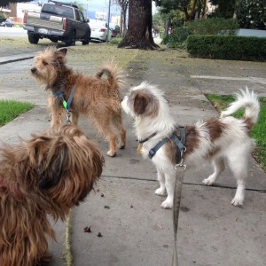 Three of Scott Imler's four dogs, all of whom died in the fire.