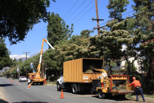 West Coast Arborists trimming trees